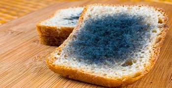 防霉劑廠家告訴你食物發(fā)霉高溫能消滅嗎？