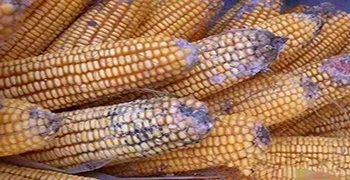 食品易發(fā)霉嗎？你可以這樣做！