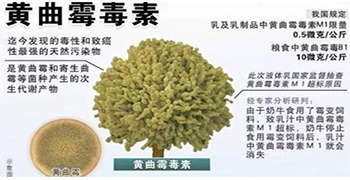 真菌毒素有哪些？