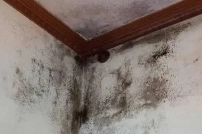 墻面發(fā)霉怎么處理？教你一招自己在家就能解決